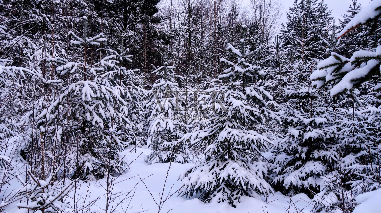 冬季自然照片摄影图片
