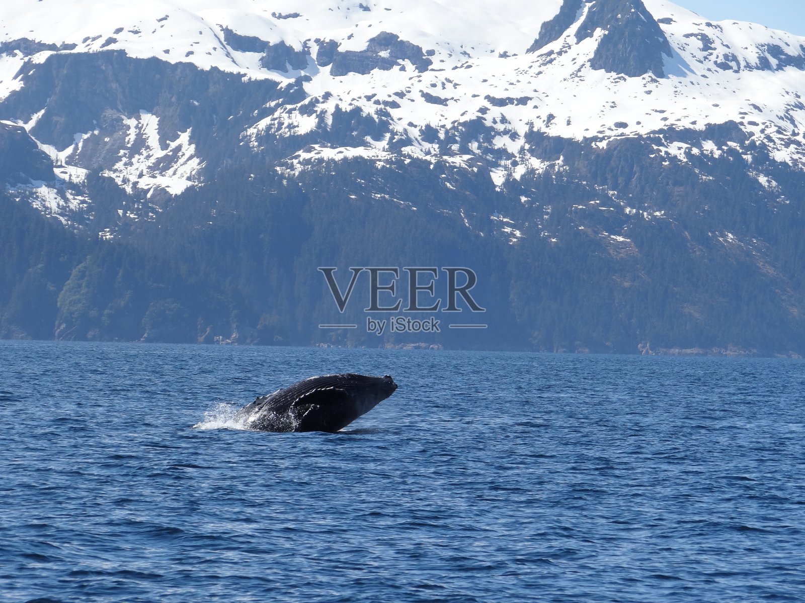 座头鲸违反照片摄影图片