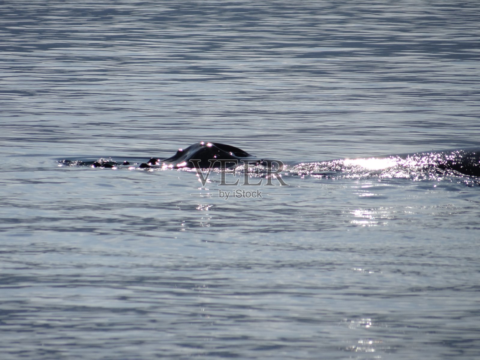 座头鲸违反照片摄影图片
