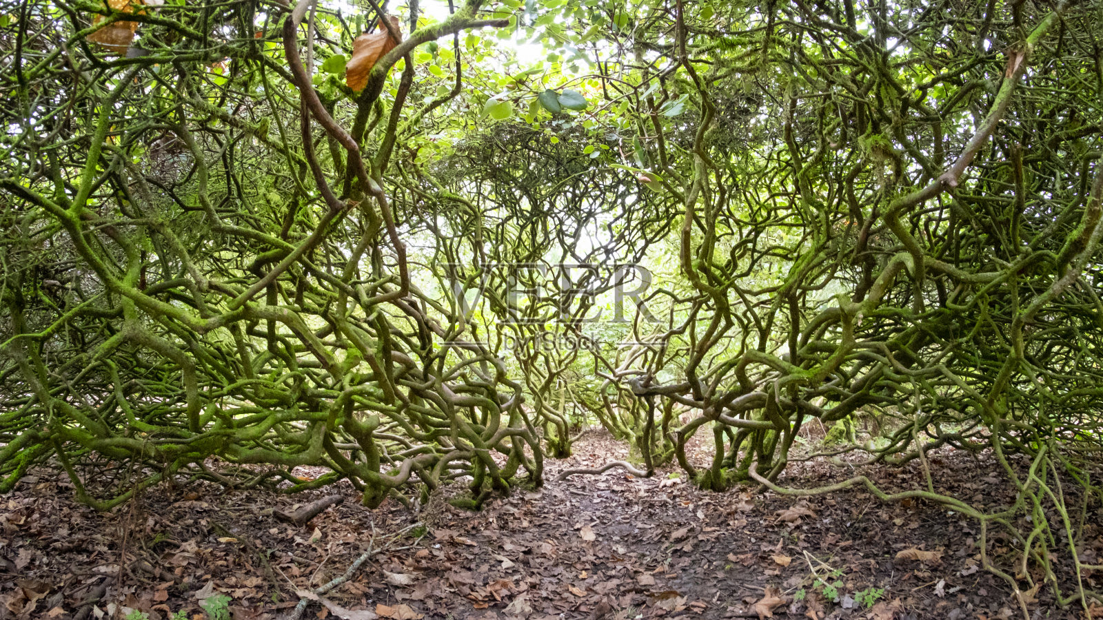 纠结的分支照片摄影图片