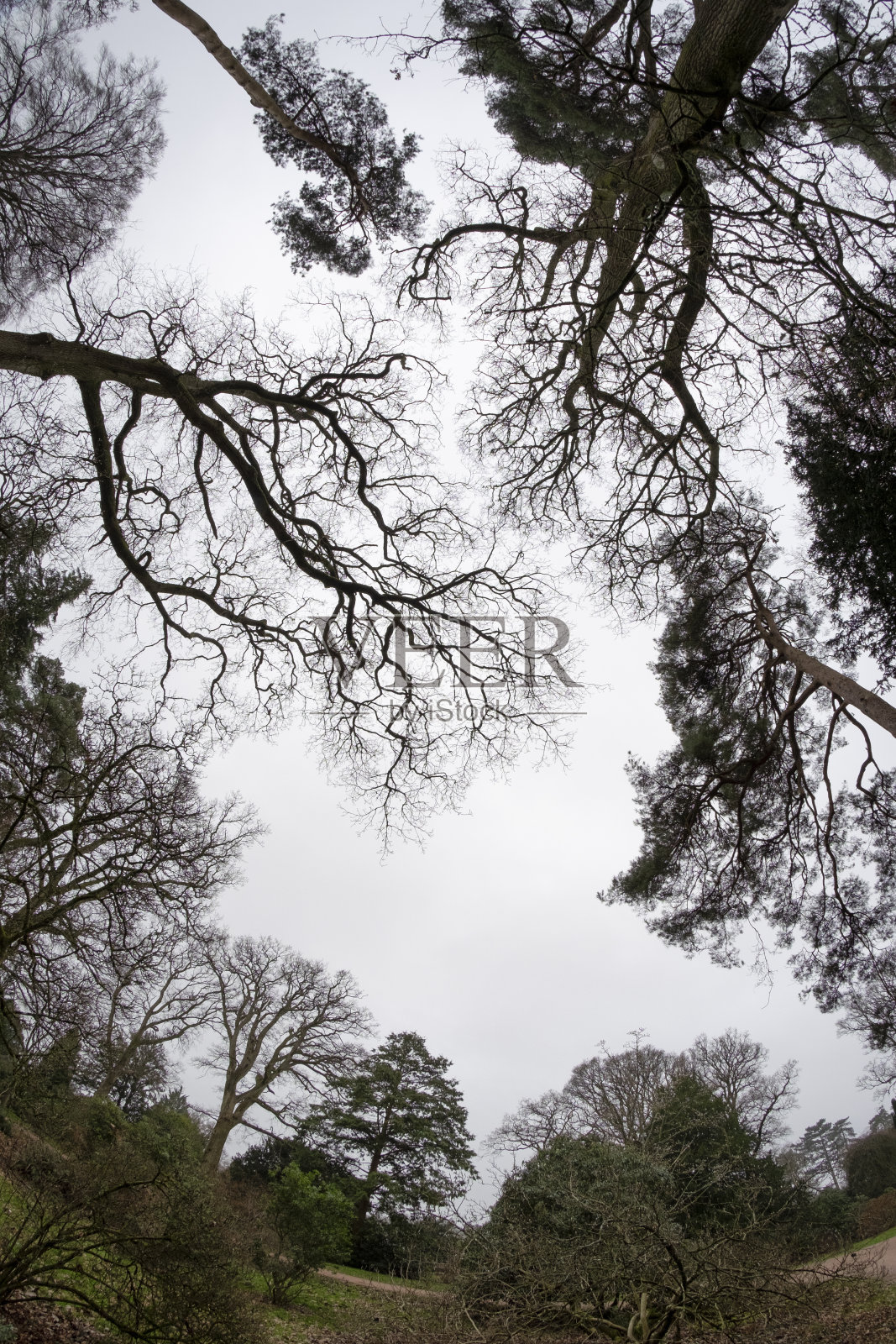 冬天的树冠照片摄影图片