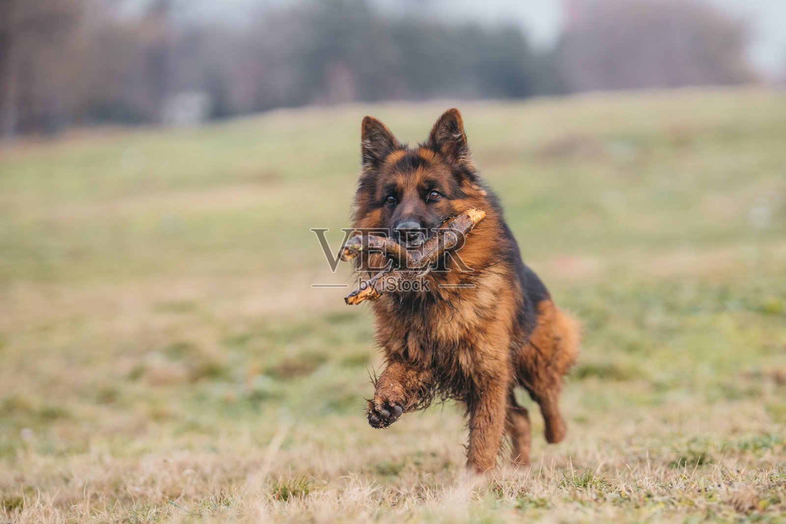 德国牧羊犬的肖像照片摄影图片