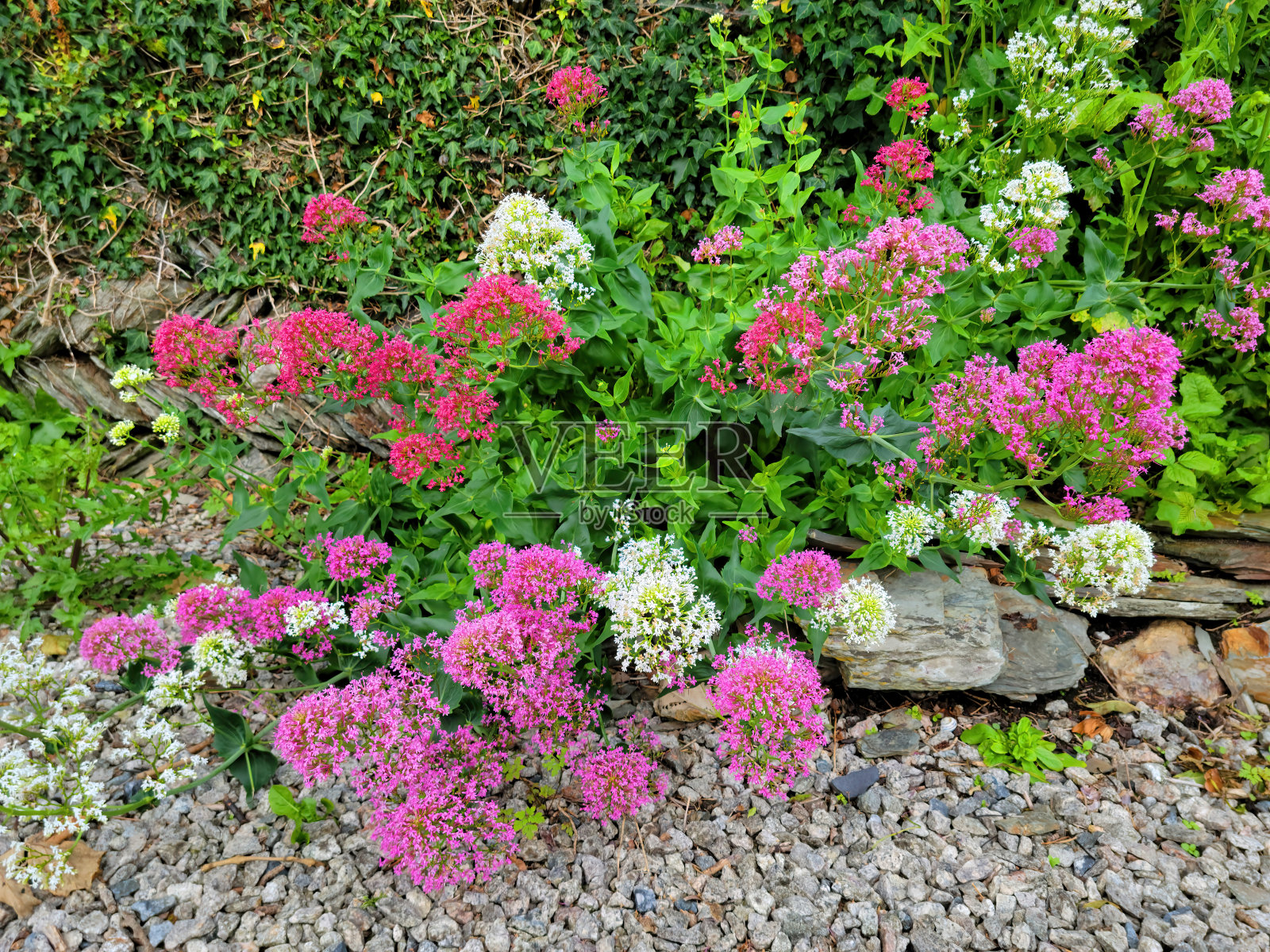 康沃尔郡一条乡间小路旁的莎草花照片摄影图片