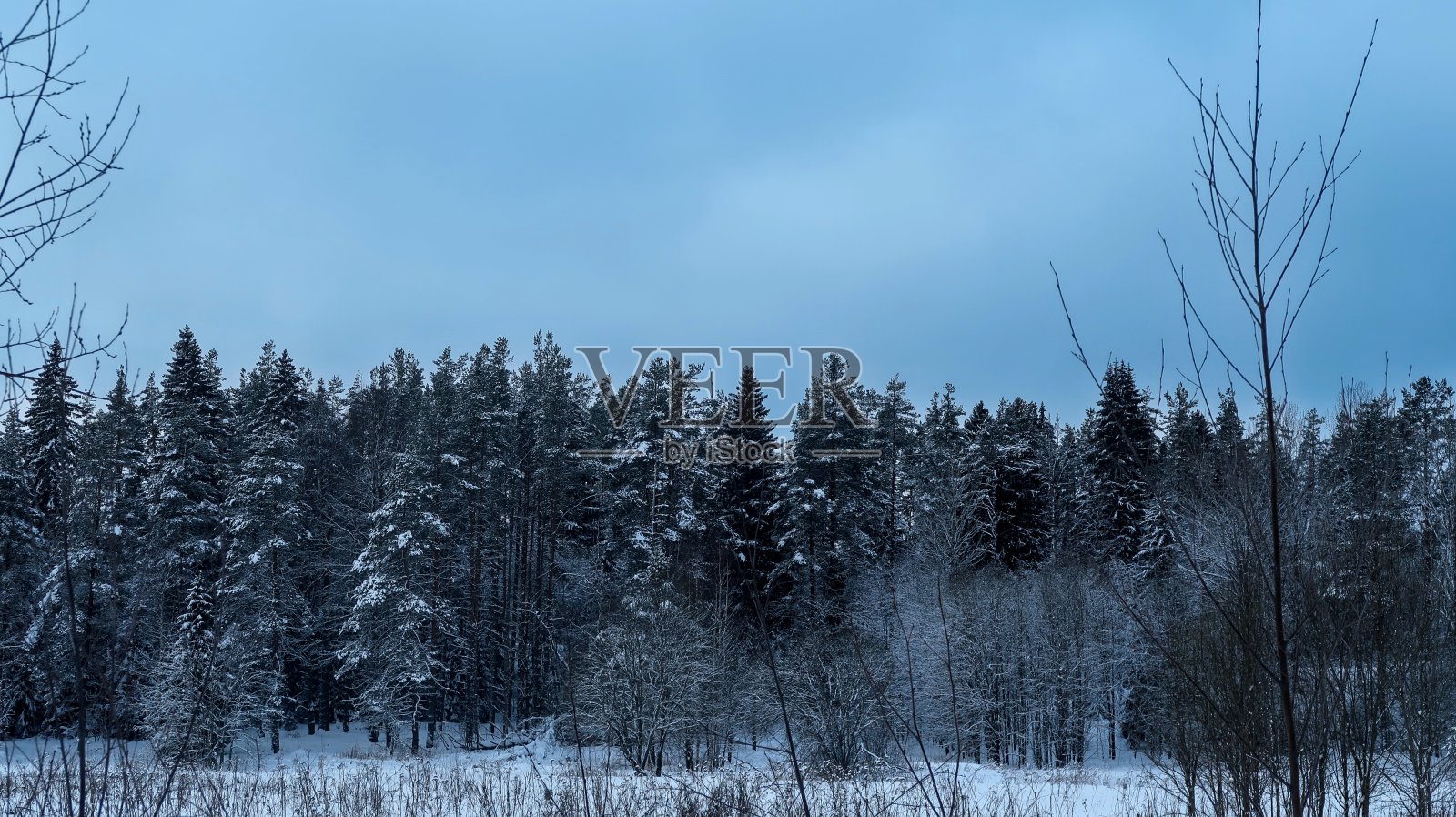 冬季森林照片摄影图片