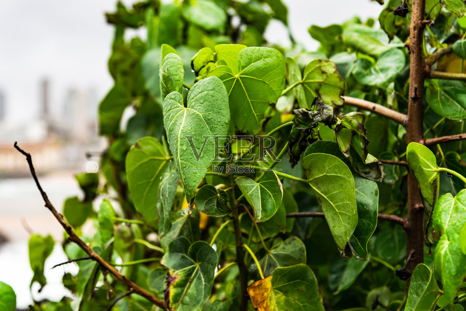 被雨水淋湿的绿叶。照片摄影图片