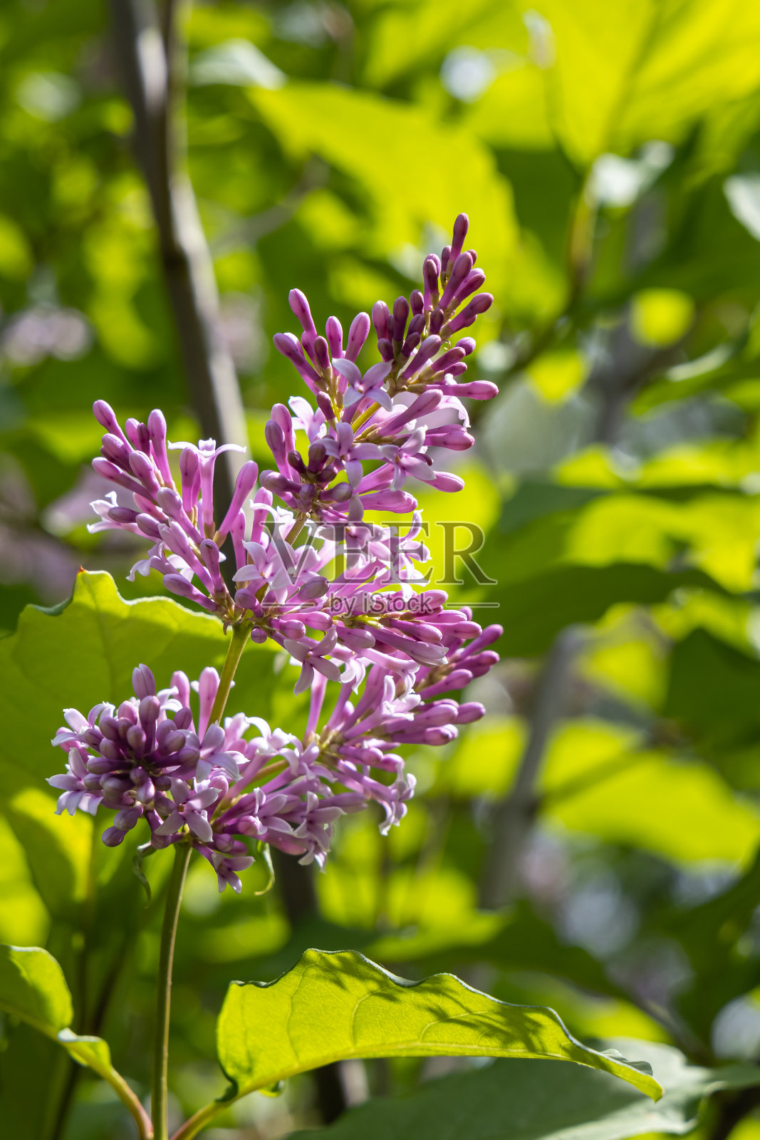 粉红色的丁香枝，绿色的叶子和嫩芽，在夏天的绿色模糊的背景上盛开。垂直照片摄影图片