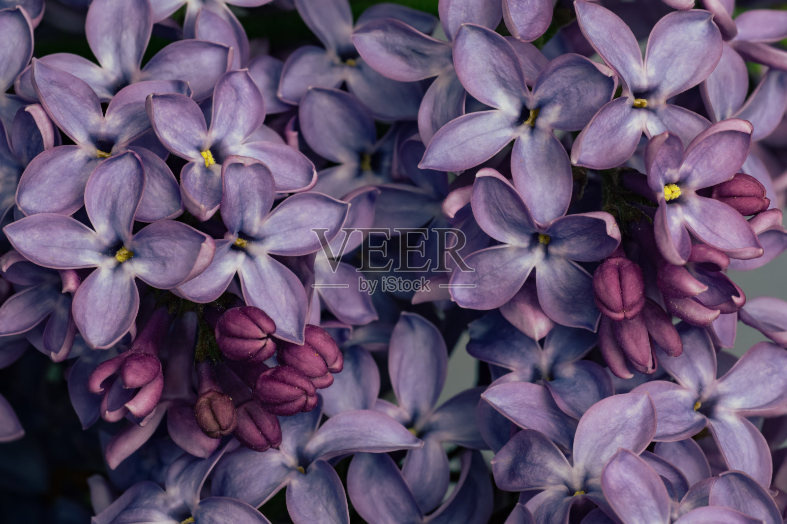 花园丁香植物的花朵特写照片摄影图片