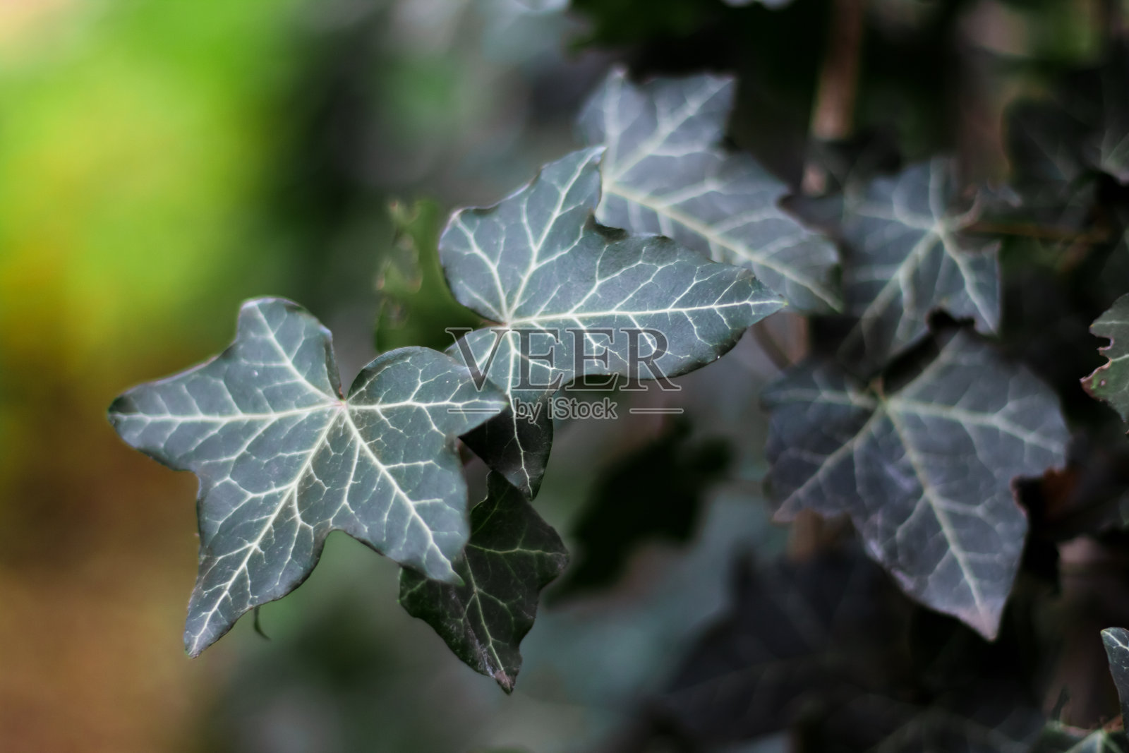 公园里生长在树皮上的青藤照片摄影图片