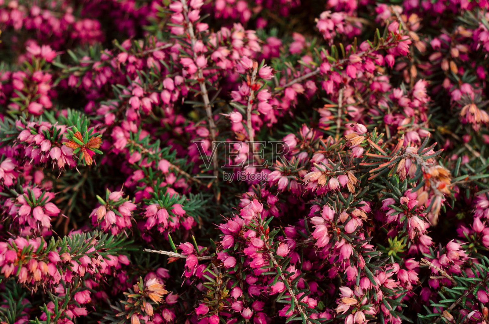 美丽的紫色石南覆盖在充满春天阳光的田野里。软聚焦自然季节背景照片摄影图片