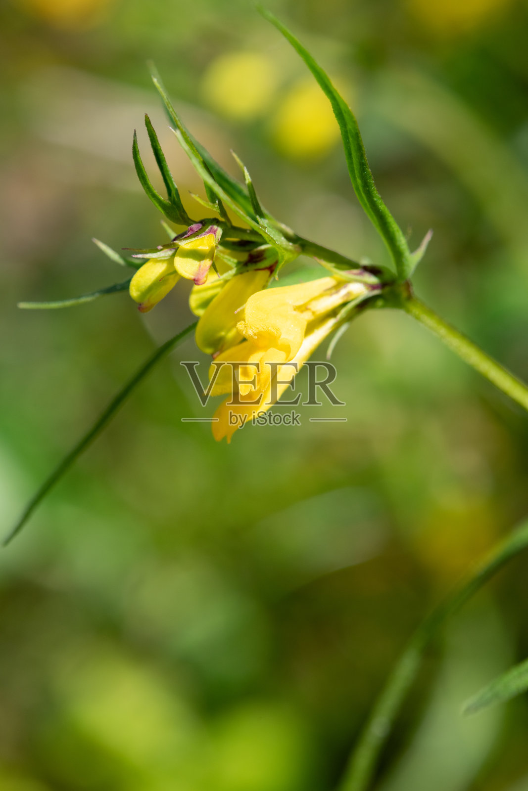 普通的牛小麦(melampyrum pratense)花照片摄影图片