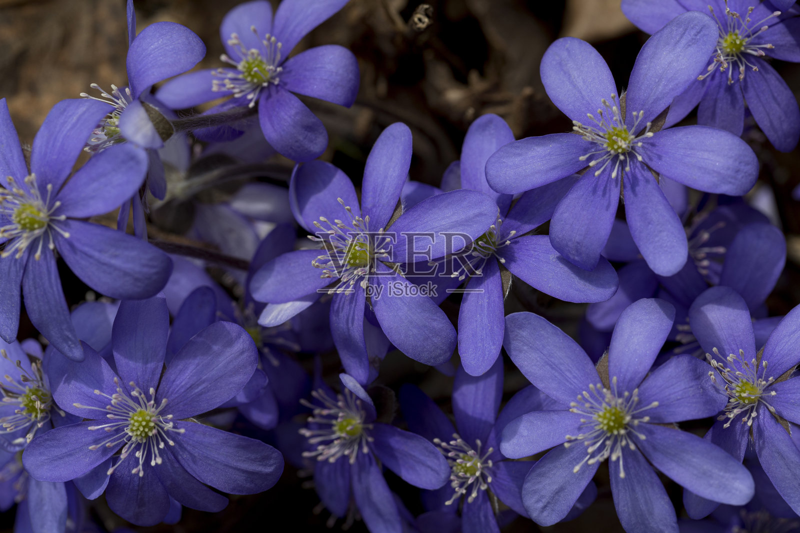 春在森林中开花的银莲花。野生森林植物。照片摄影图片
