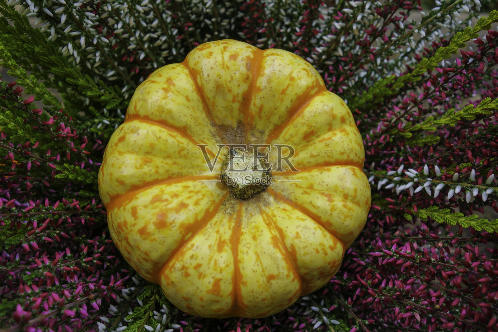 装饰南瓜在石南花照片摄影图片