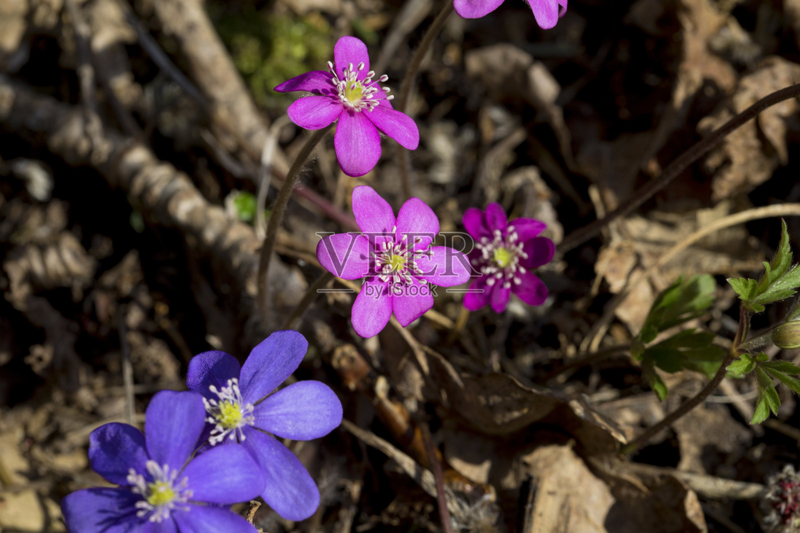 罕见的粉红色海葵(肝肝龙)。春天在森林中开花的苔类植物。野生森林植物。照片摄影图片
