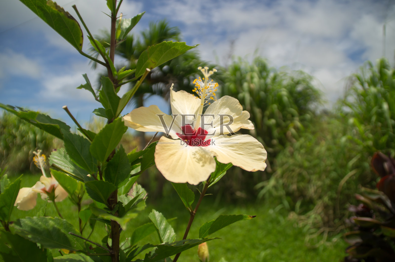 夏威夷黄芙蓉照片摄影图片