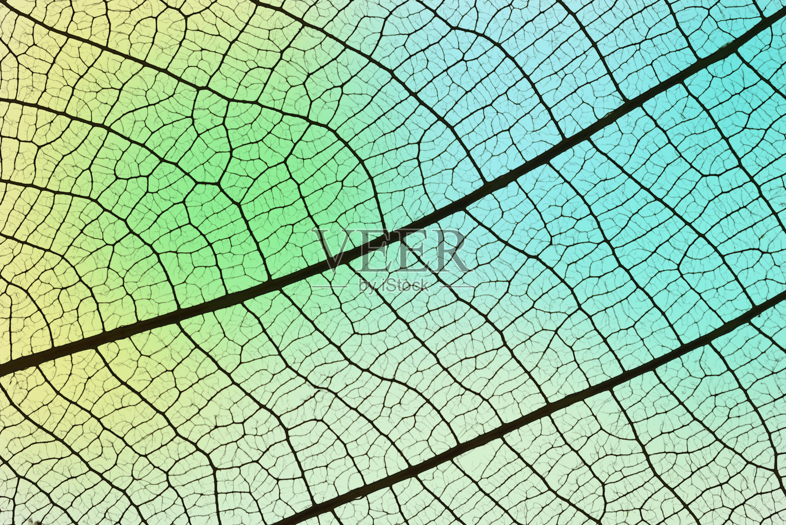 极端特写的叶脉骨架对多色背景照片摄影图片