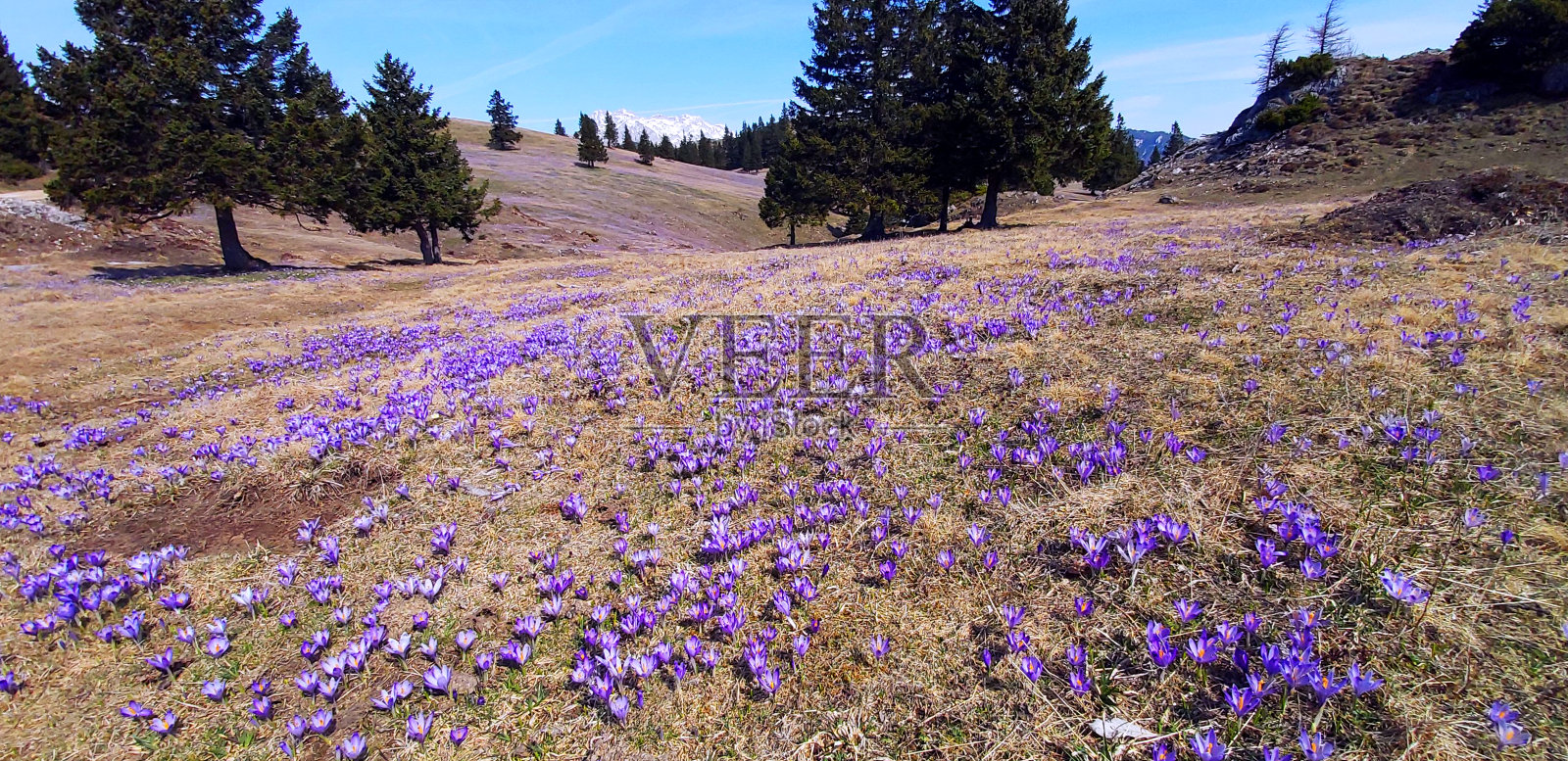 盛开的山照片摄影图片