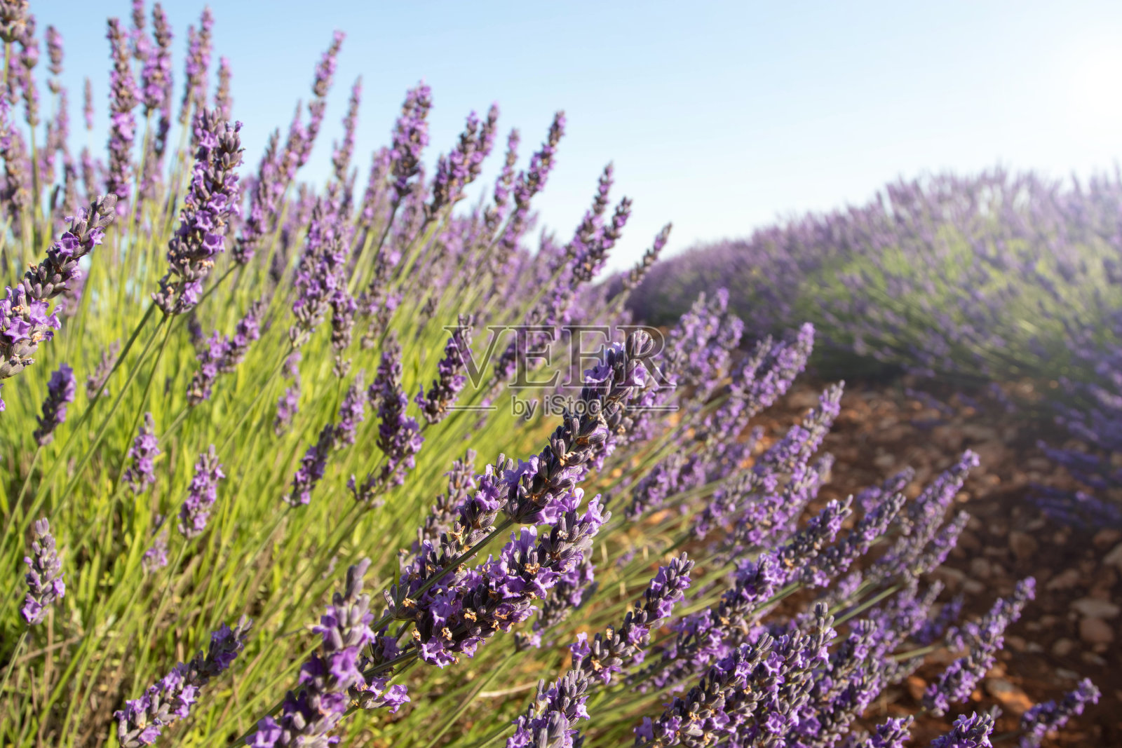 日落时的薰衣草田。阳光明媚的背景模糊。照片摄影图片