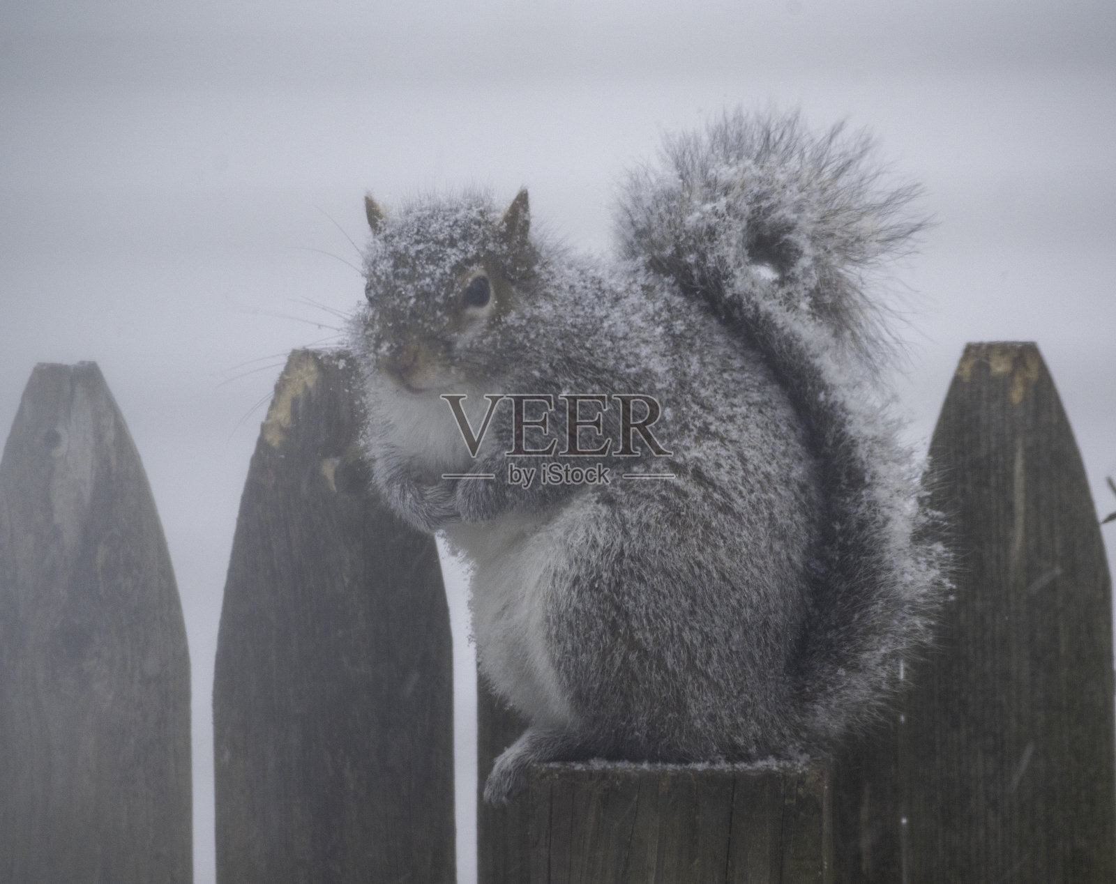雪松鼠# 2照片摄影图片