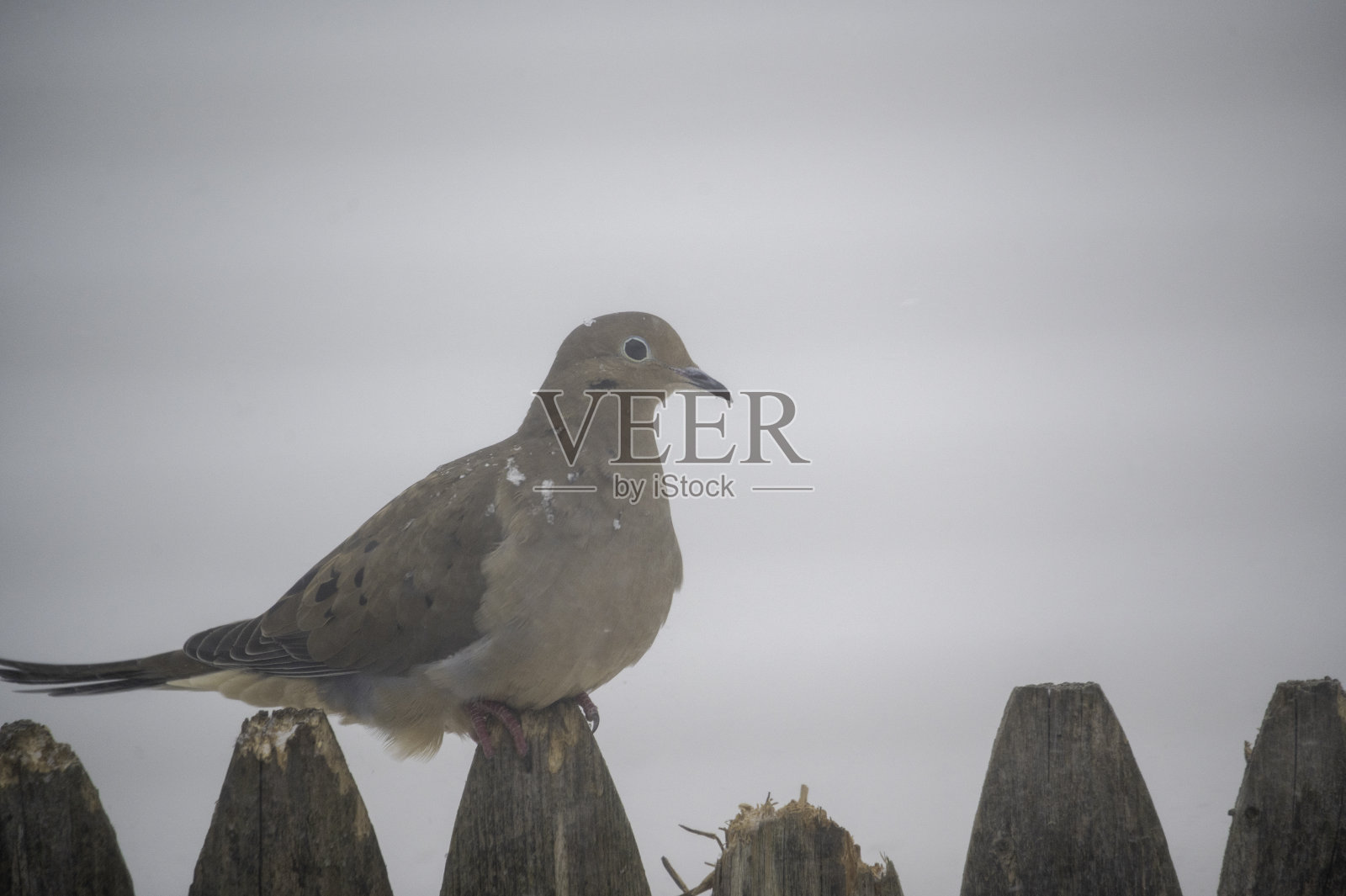 在暴风雪中哀悼鸽子#3照片摄影图片