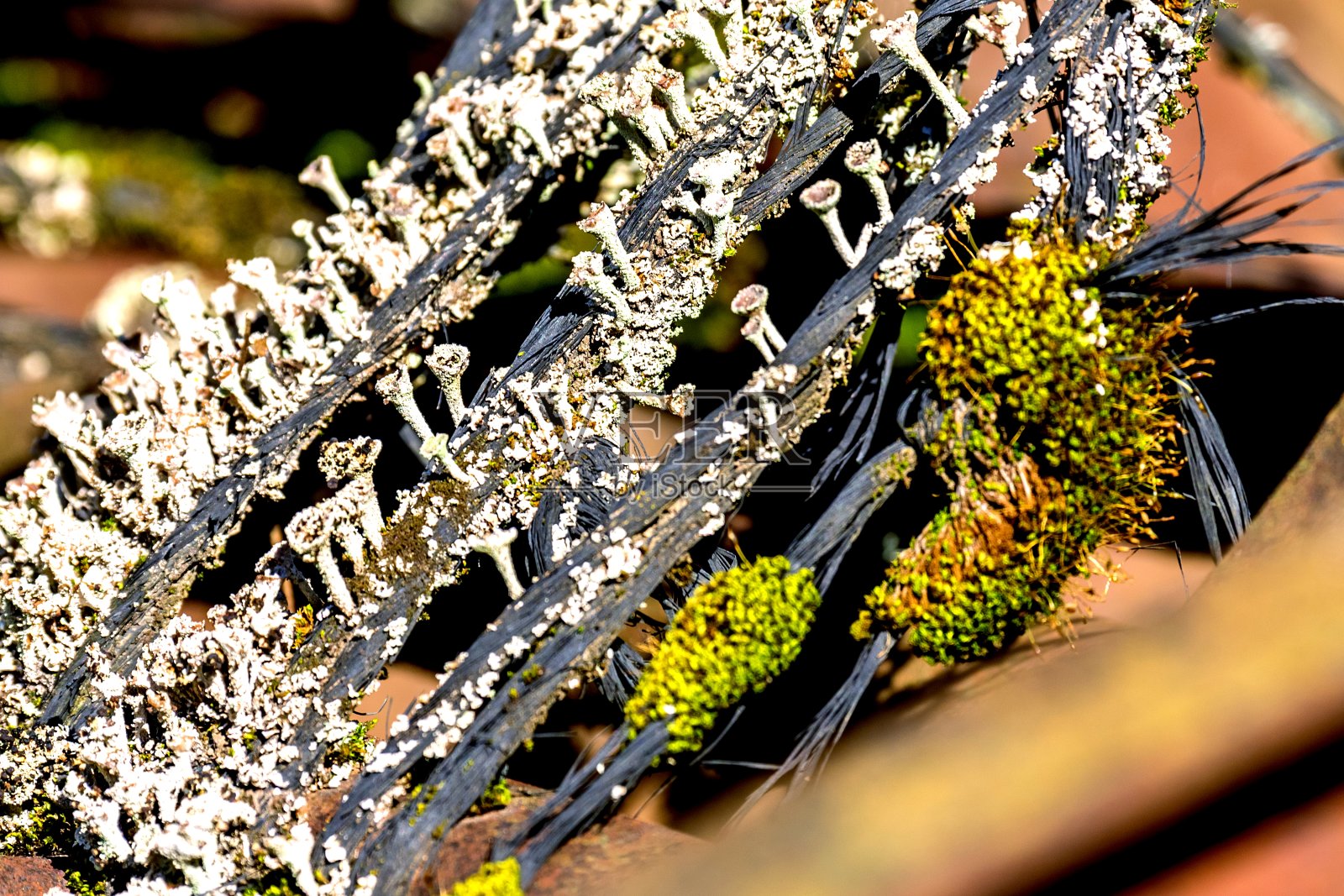 指甲和苔藓照片摄影图片