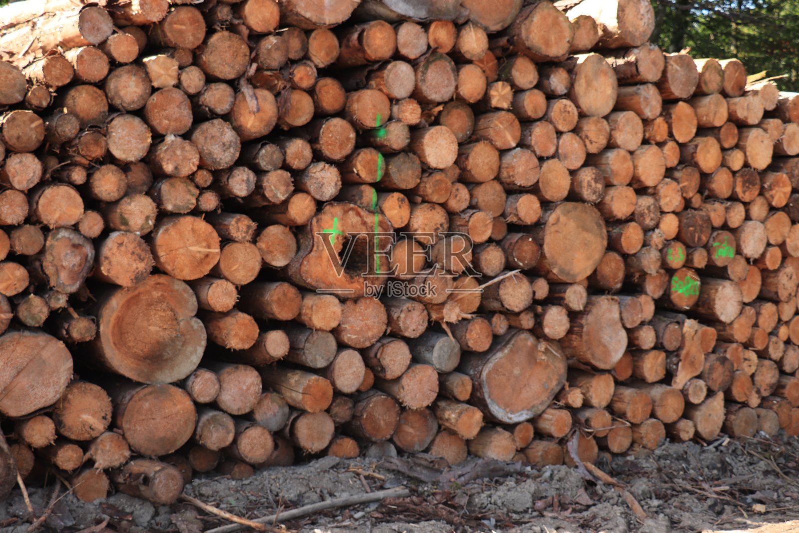 森林里劈开的柴火堆照片摄影图片