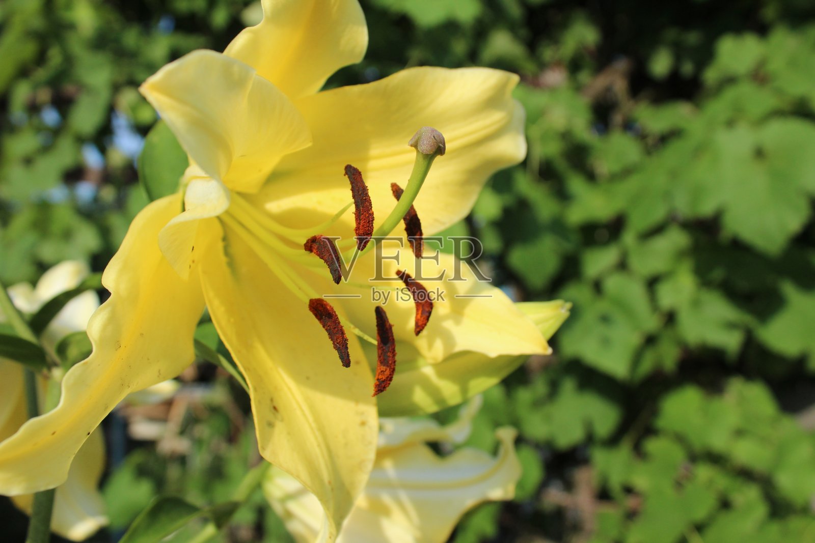 黄色百合的雄蕊和雌蕊的特写。传粉受精自然生物学中通过传粉和花艺繁殖的研究照片摄影图片