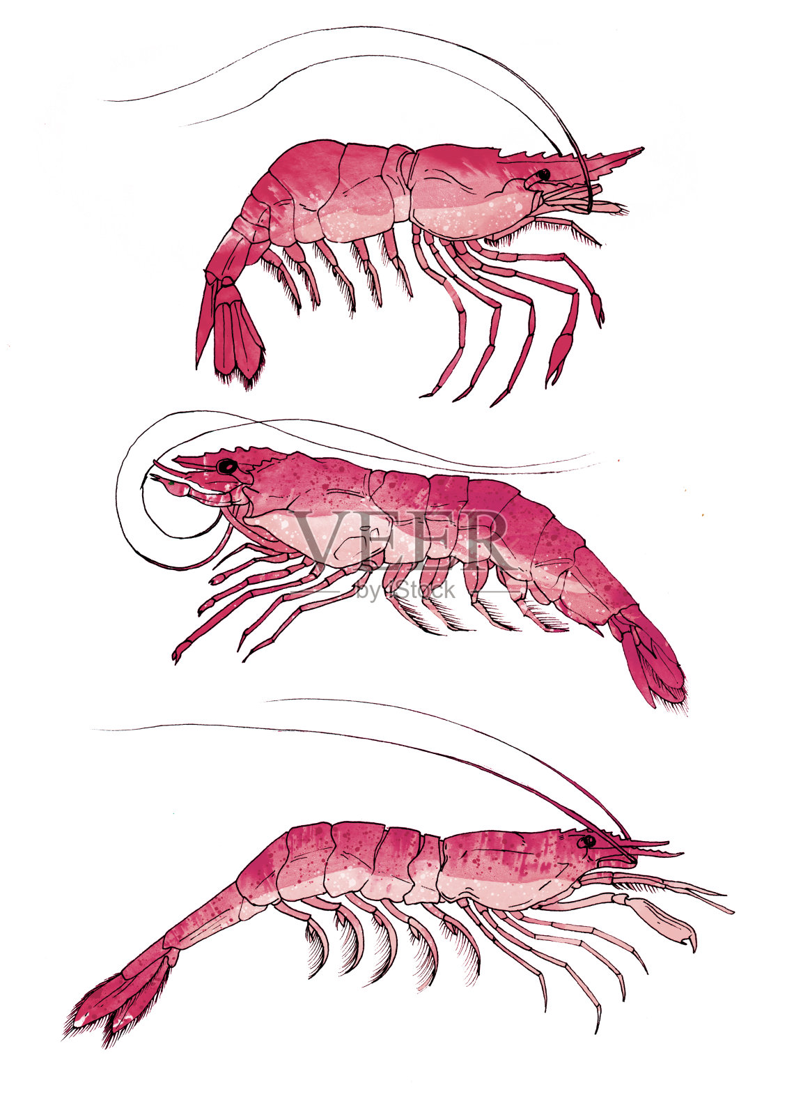 虾。虎虾，海鲜配料，孤立，水彩插图上白色。插画图片素材