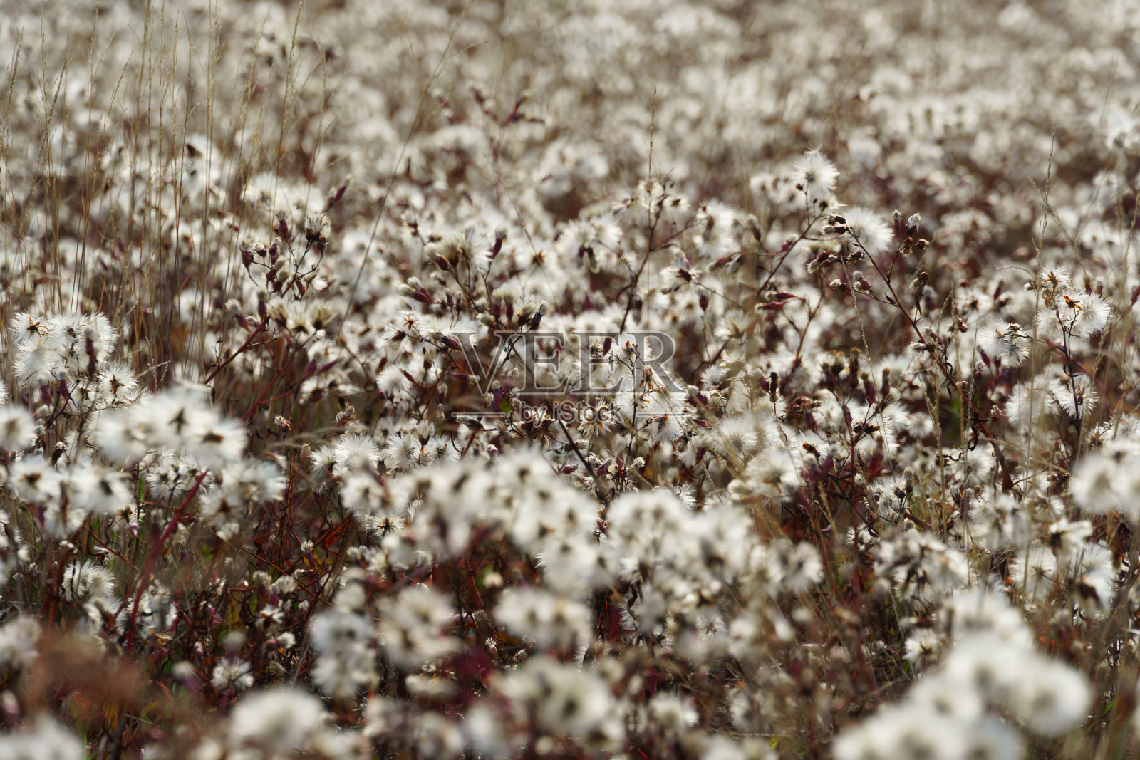 晚秋景观野花盛开，草木枯干照片摄影图片