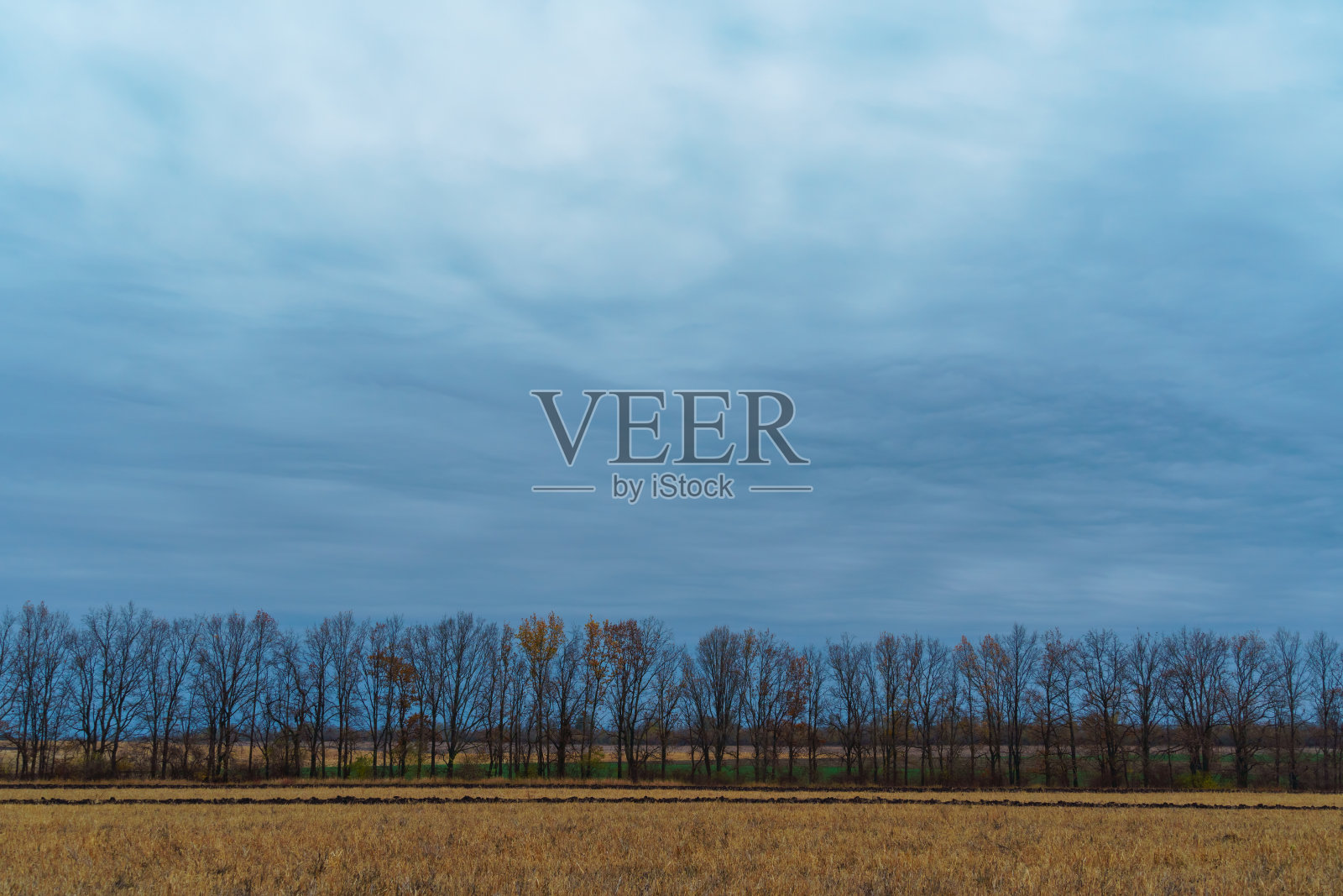 景观戏剧性，傍晚深秋，农田里小麦枯干，树枝无叶，天气多云照片摄影图片