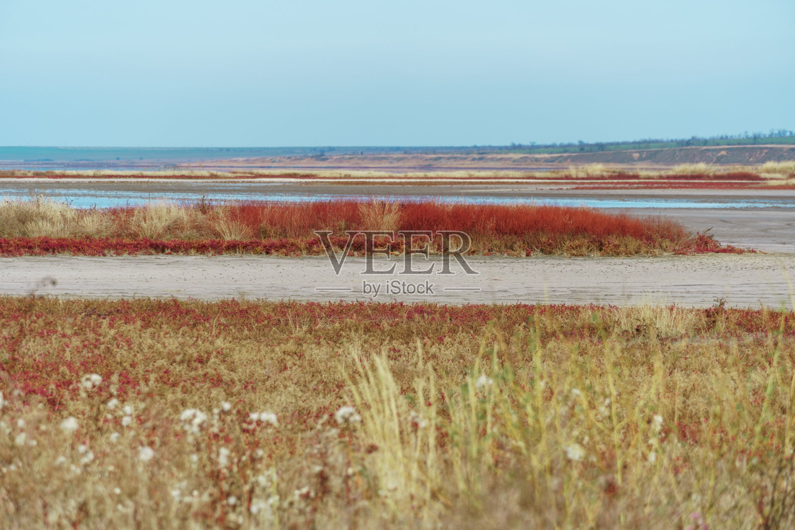 晚秋景观野花盛开，草木枯干照片摄影图片