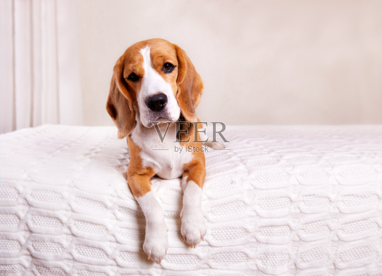 长耳三色比格犬躺明亮房间白毯上照片摄影图片