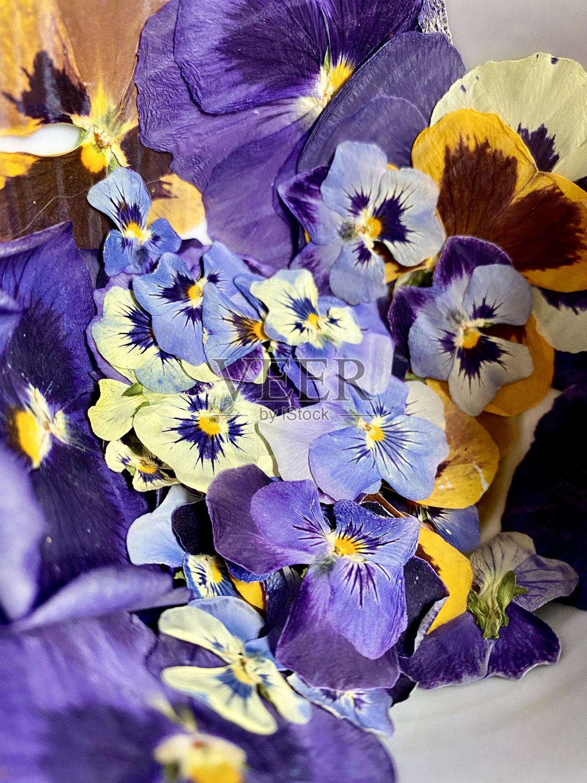 压榨三色紫罗兰和中提琴照片摄影图片