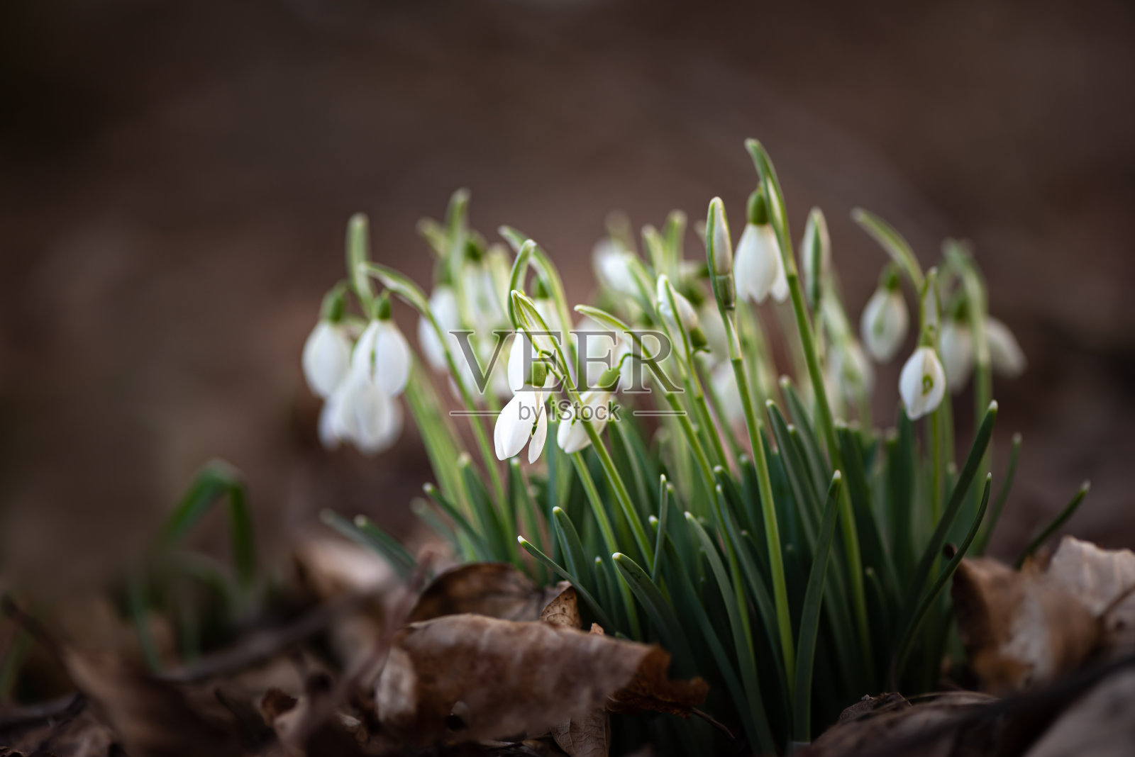 美丽的春天的花朵。一群雪花莲照片摄影图片