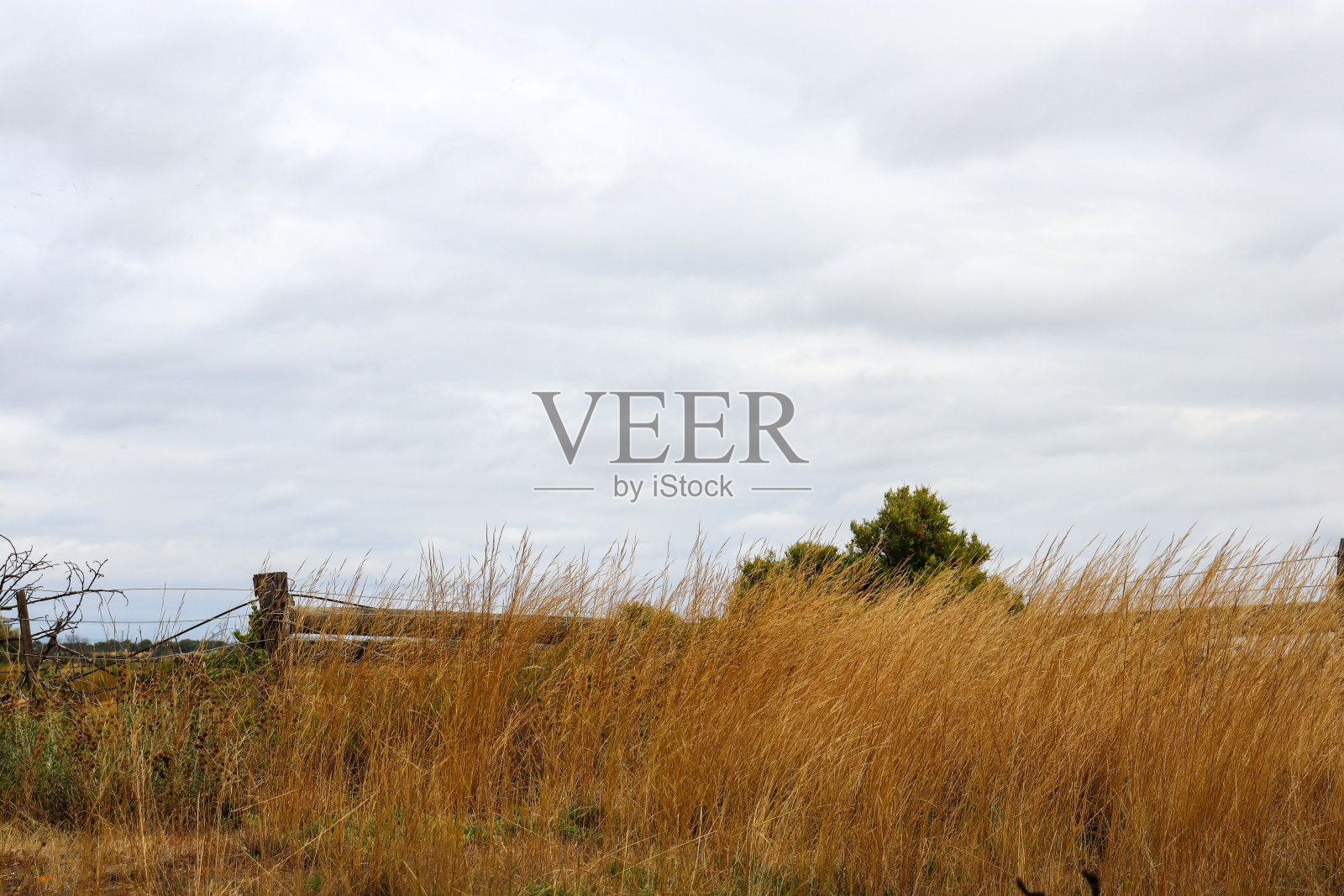 景观与草照片摄影图片