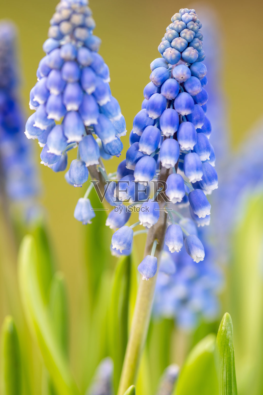 蓝色葡萄风信子花照片摄影图片