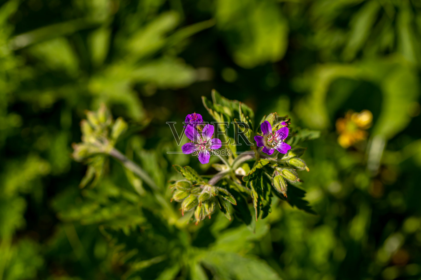 森林里的三叶天竺葵花，近距离的枝条照片摄影图片