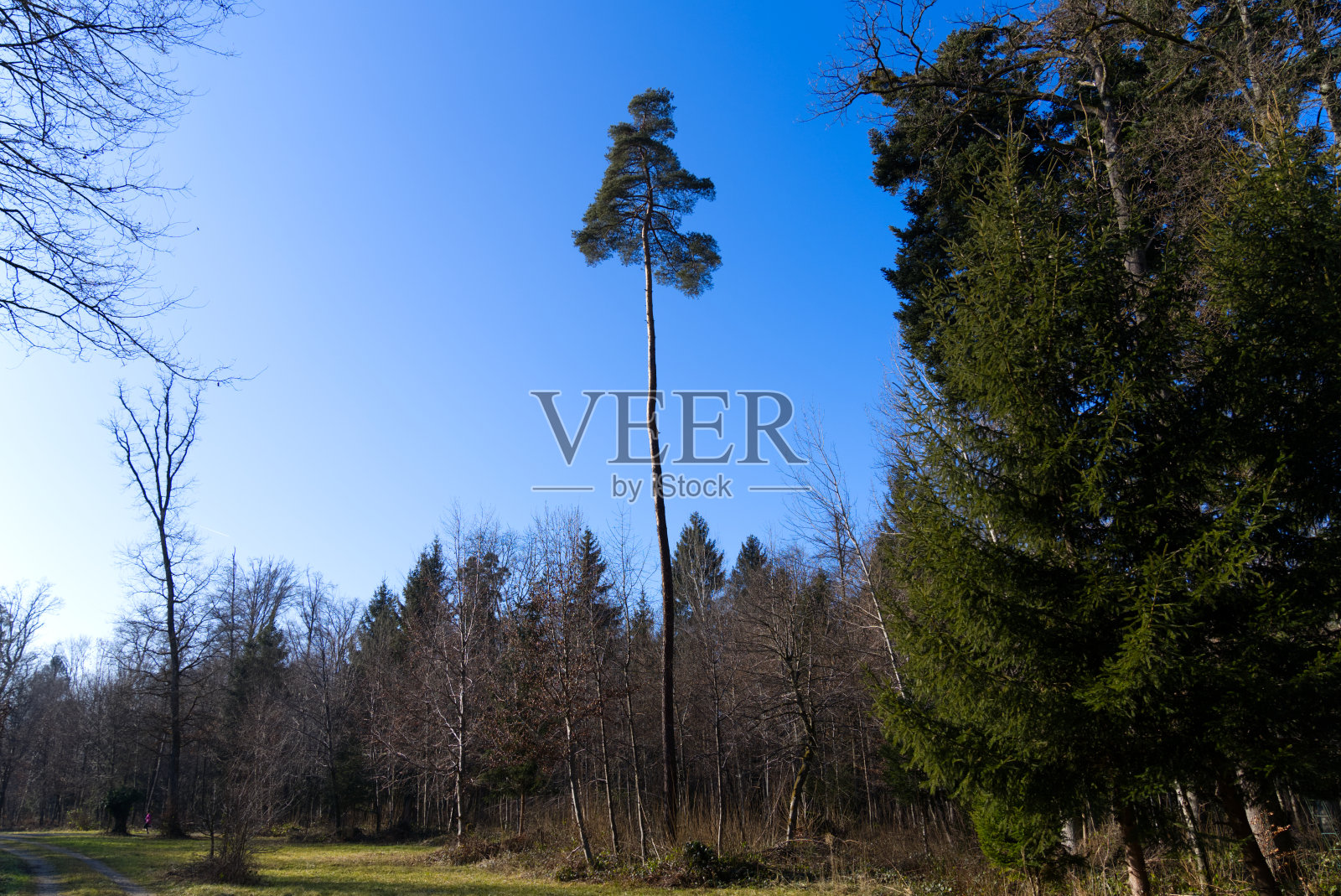 瑞士机场附近的冬季景观Zürich Kloten。照片摄影图片