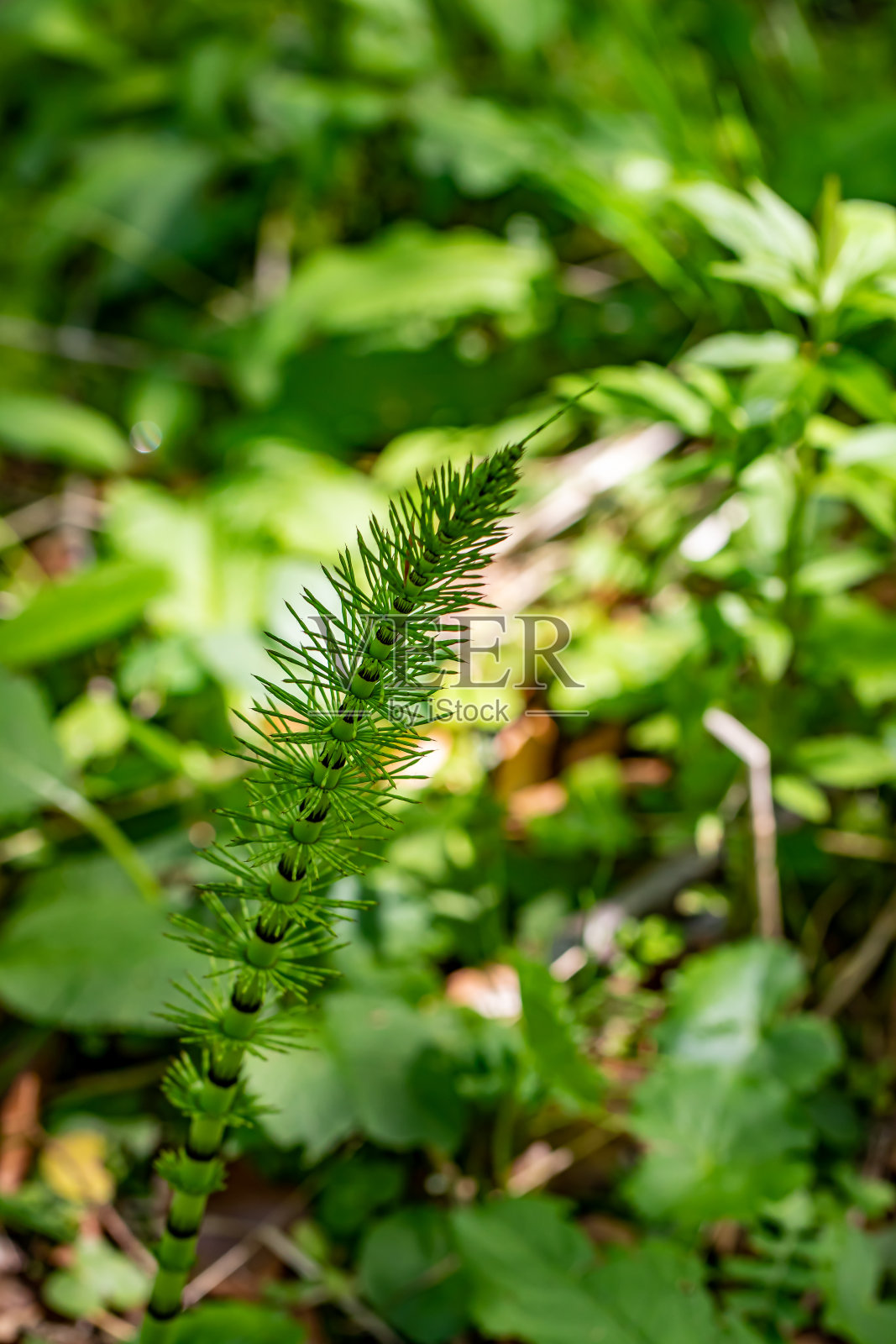 木贼林中花，近距离拍摄照片摄影图片