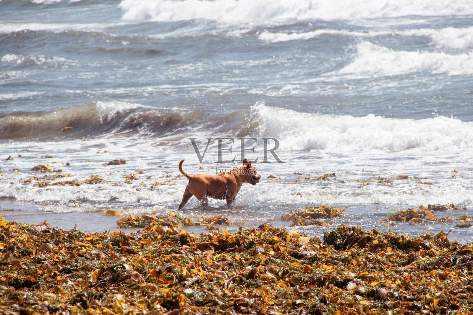 狗，散步，海洋，海滩，夏天，阳光，一天，澳大利亚照片摄影图片