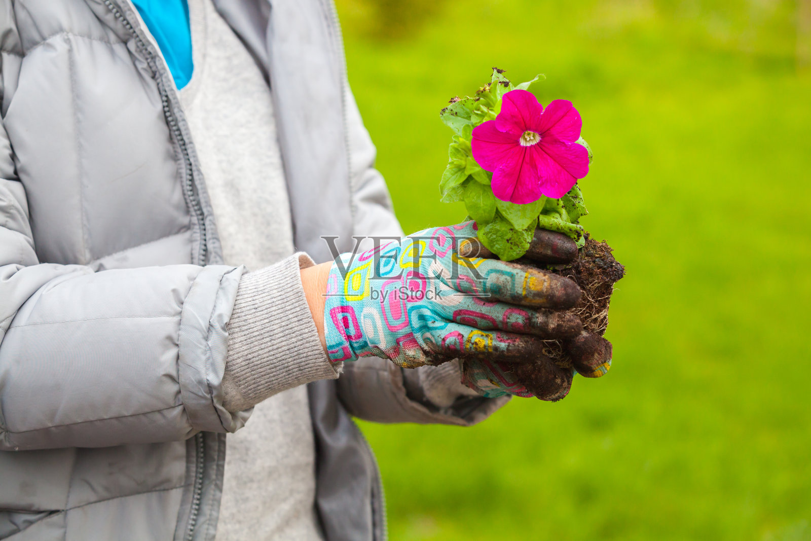 园丁捧着牵牛花，特写照片照片摄影图片