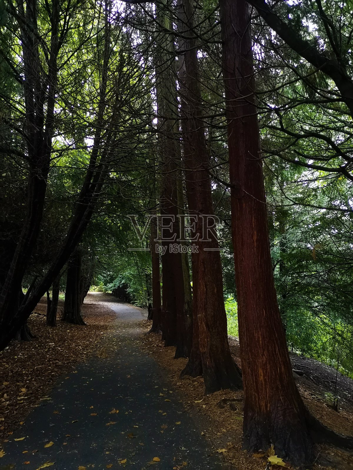 Pittencrieff公园,丹弗姆林照片摄影图片