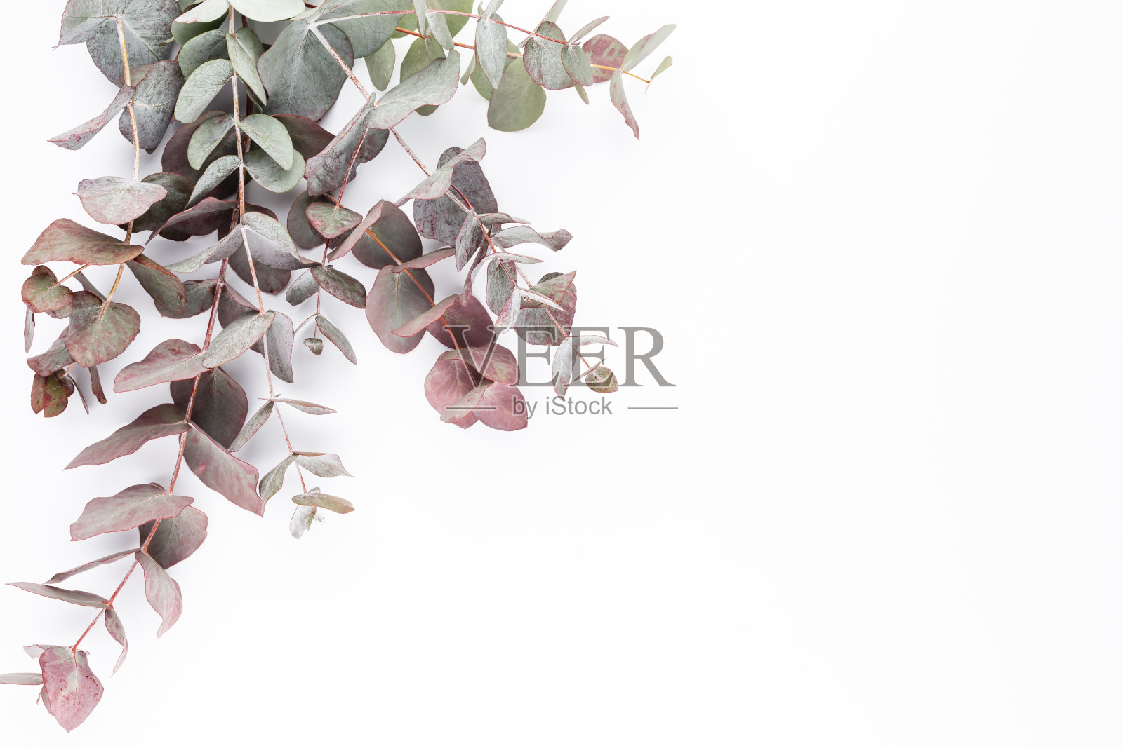 桉树组成。在白色的背景上制作各种彩色的花的图案。平躺静止的生活。照片摄影图片