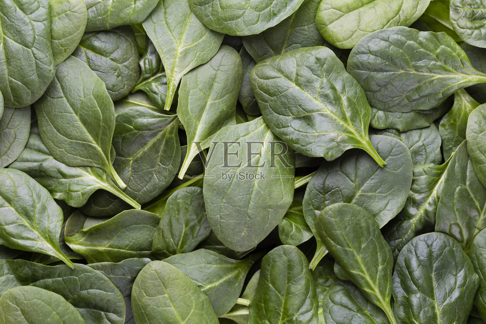 菠菜背景全图像。俯视图照片摄影图片