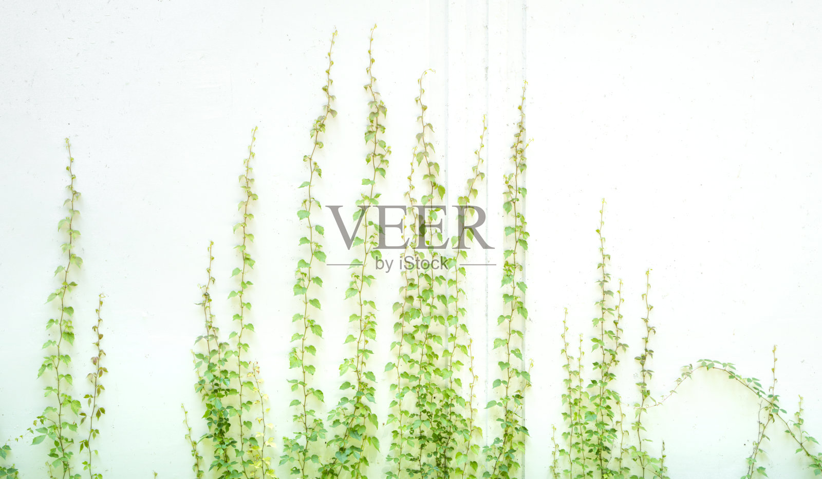 常春藤叶子孤立在白色上照片摄影图片