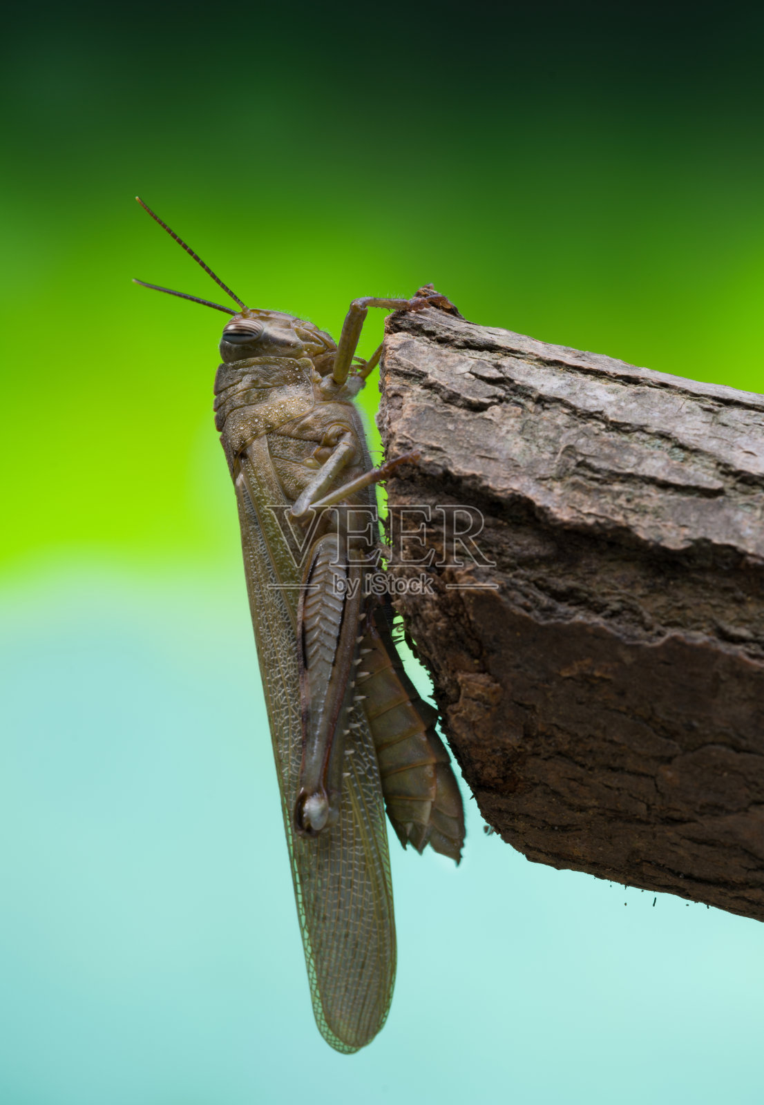 布朗蝗虫照片摄影图片
