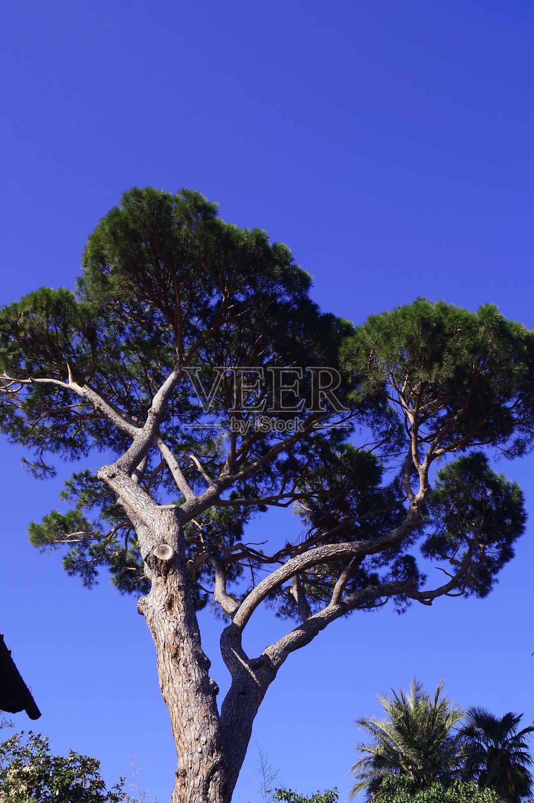 世俗的松树照片摄影图片