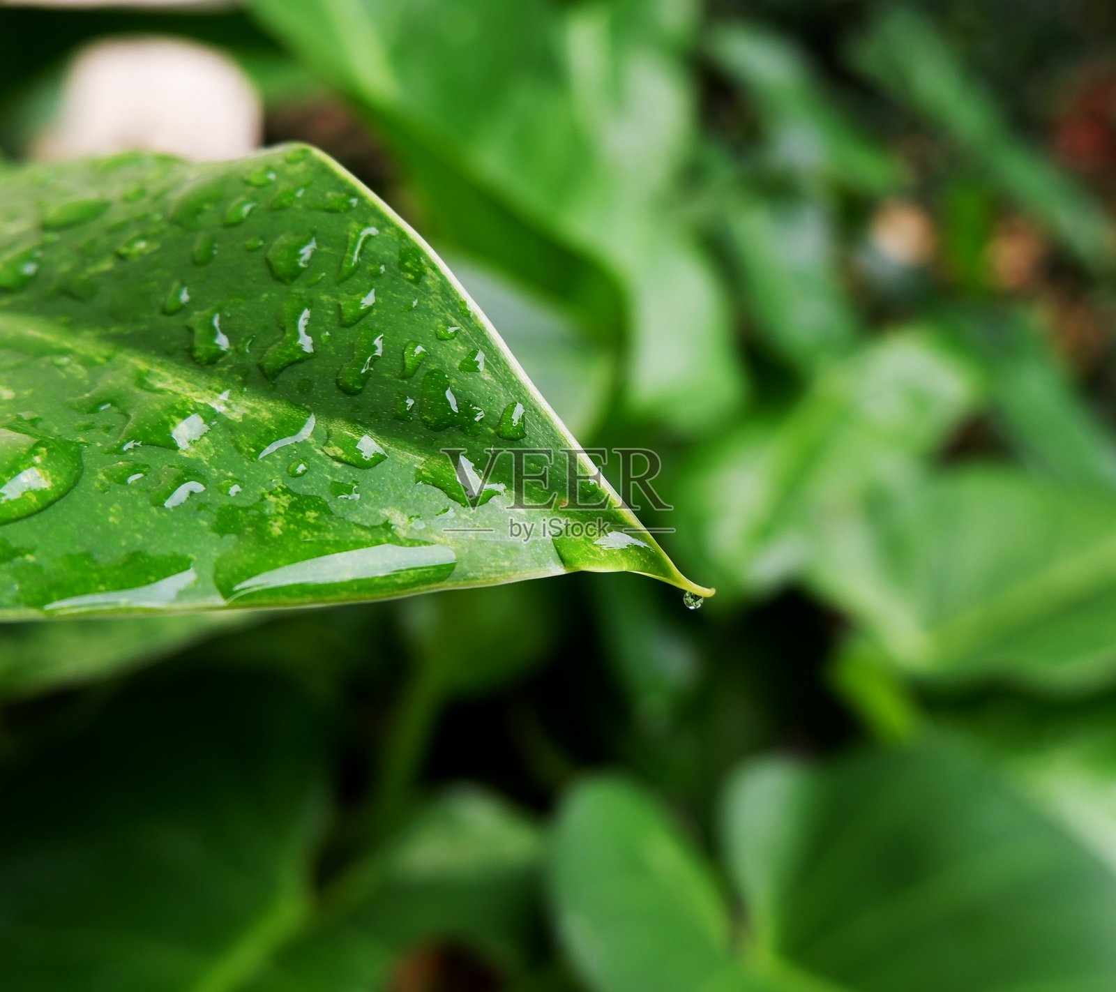 水滴在绿叶上照片摄影图片