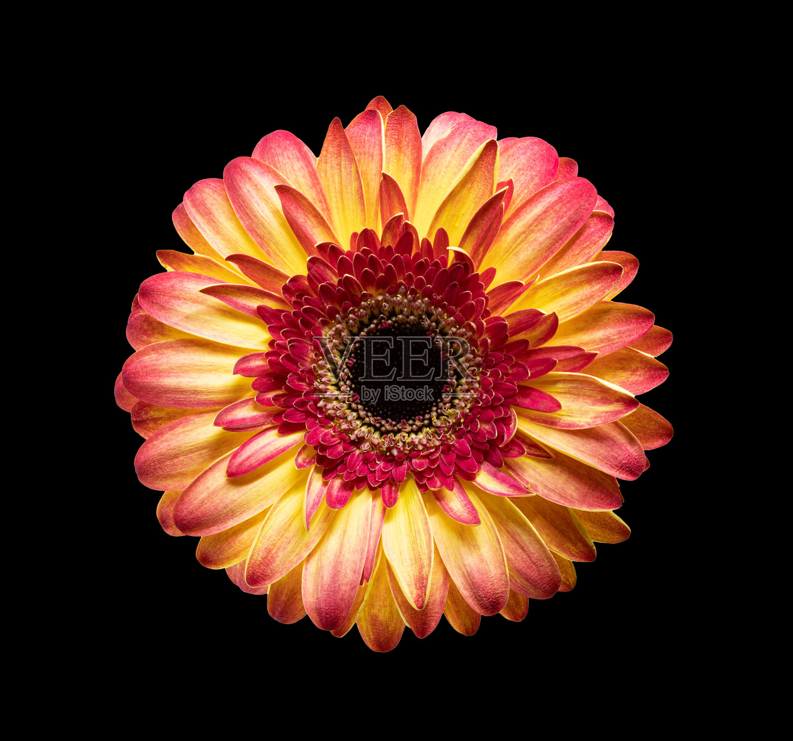 明亮美丽的非洲菊花孤立在黑色背景上照片摄影图片