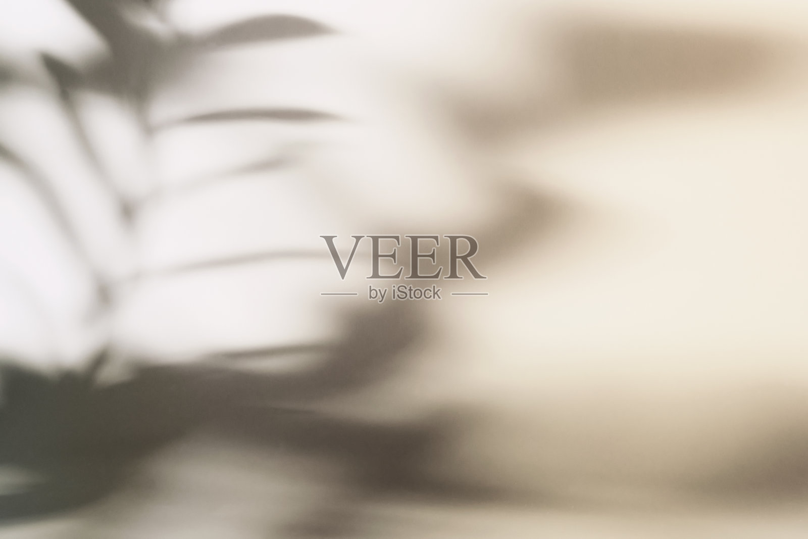 自然的叶子在米色纸背景的树枝阴影。抽象的中性花卉背景。柔和的灯光照片摄影图片