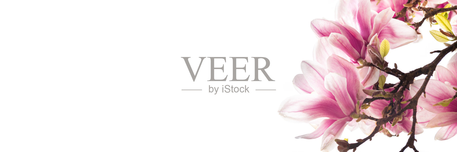 粉红色的木兰树，在春天开花照片摄影图片